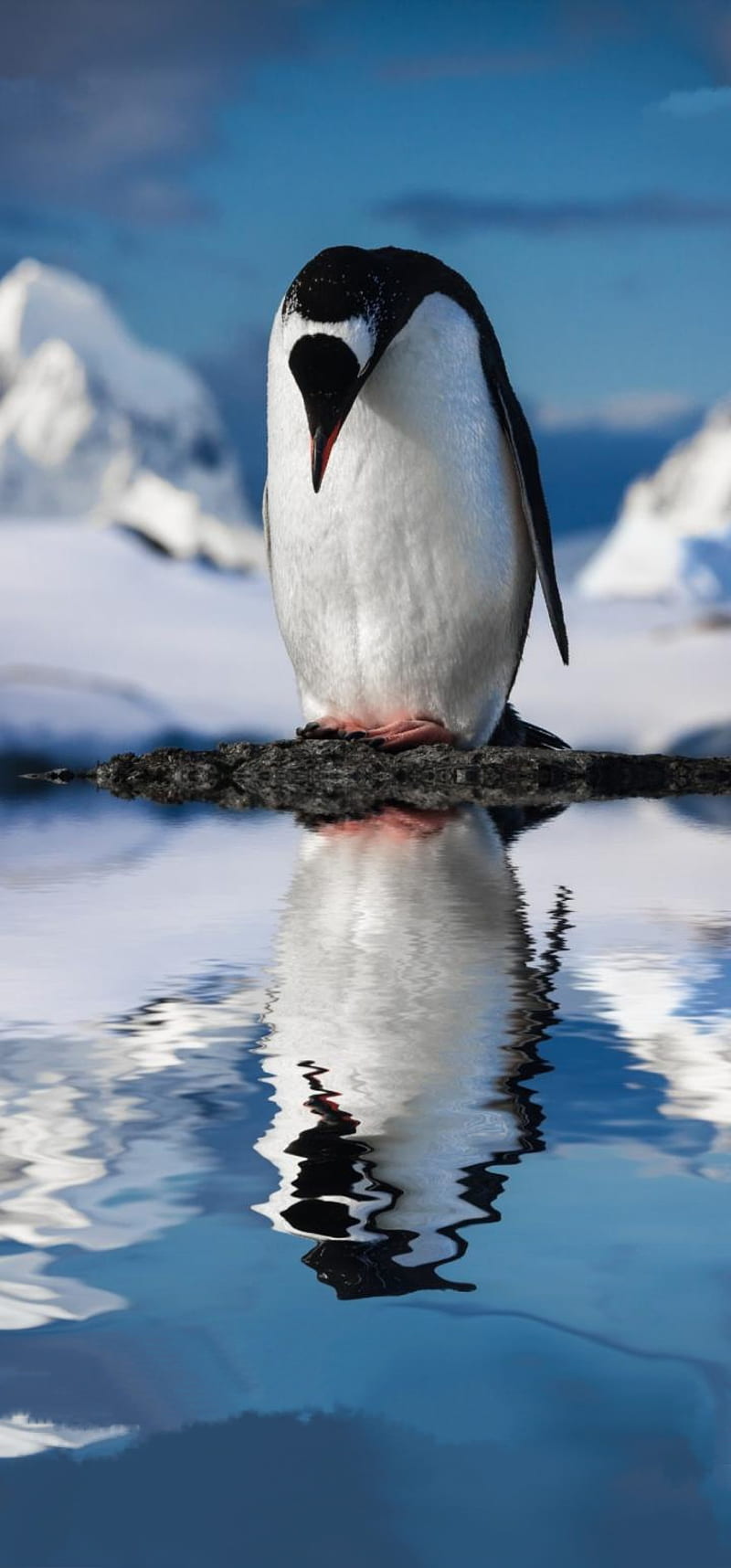 Premium Photo  Penguin christmas character cute penguin in christmas  scenery animated illustration