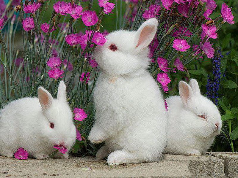Jardín de conejos, jardín, flores, blanco, conejitos, Fondo de pantalla HD  | Peakpx