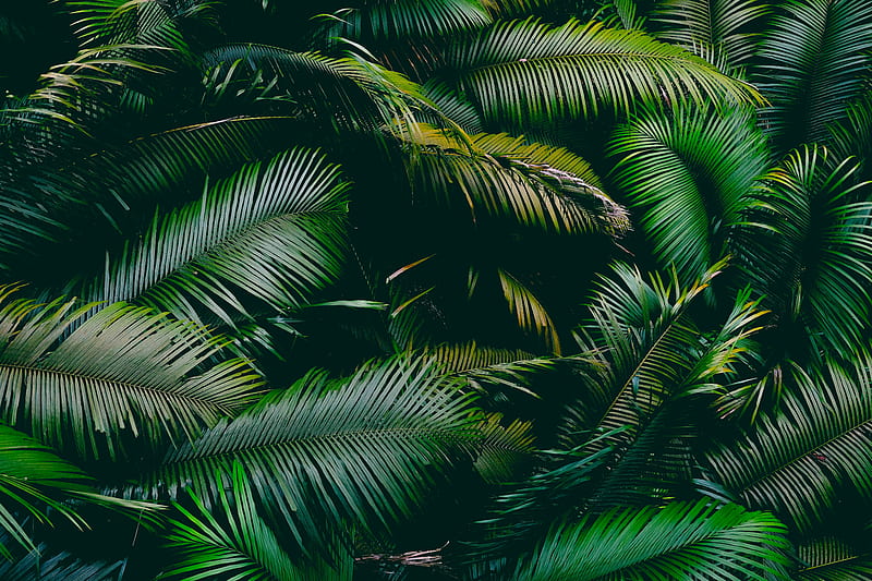palm, leaves, branches, green, HD wallpaper