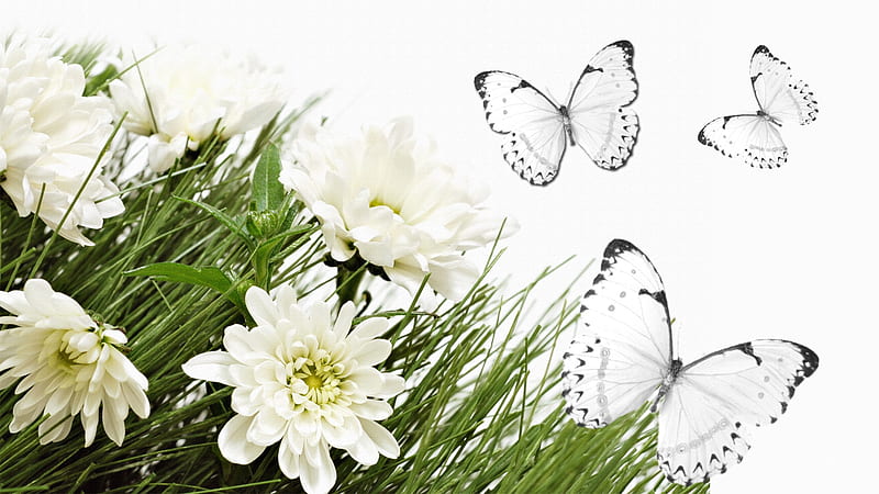 White Flowers White Butterflies, fall, autumn, firefox persona, butterflies, asters, butterfly, summer, flowers, simple, white, HD wallpaper