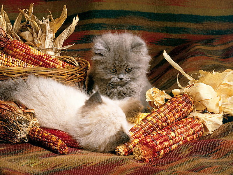 Kitten and corn, corn, feline, cat, kitten, animal, sweet, HD wallpaper