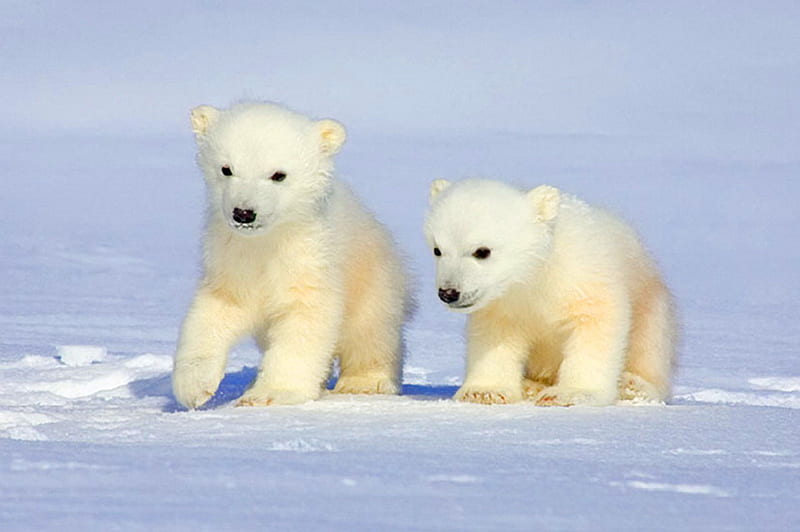 Furry snowballs, snow, polar bears, ice, cubs, winter, cold, HD wallpaper