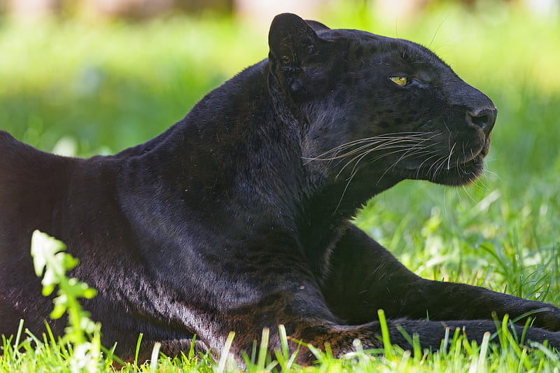 Panther, animal, predator, big cat, black, grass, HD wallpaper | Peakpx