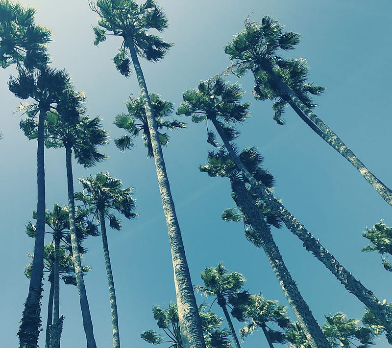 Breezy Palms, beach, beachy, bright, california, fun, happy, nature, palm trees, graphy, socal, summer, sunglasses, sunny, tree, trees, HD wallpaper