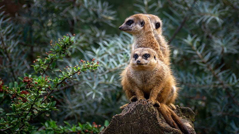 meerkats, animals, cute, HD wallpaper