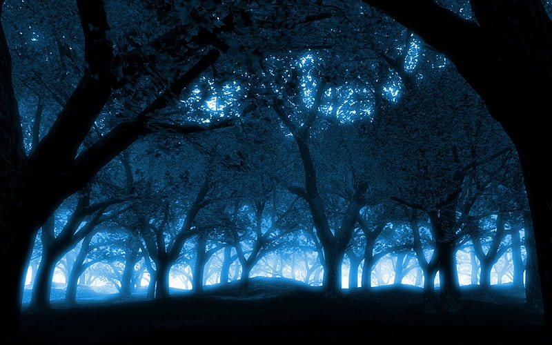 Blue Night, forest, nigh, trees, fog, blue, HD wallpaper