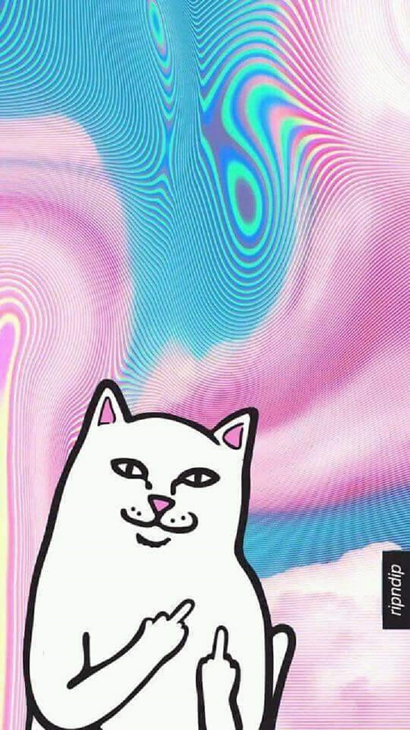YOLOcat, cat, yolo, HD phone wallpaper