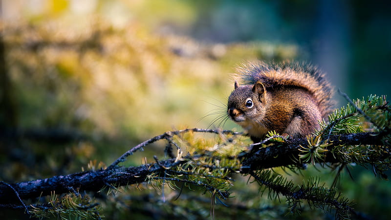 Brown Black Fur Squirrel Is Sitting On Tree Branch In Blur Background Squirrel, HD wallpaper