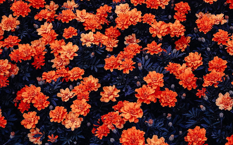 Orange Flowers, cool, Flowers, nature, Orange, fun, HD wallpaper