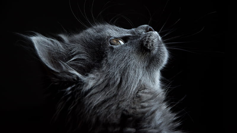 Cute Cat, Black Persian Cat, HD wallpaper