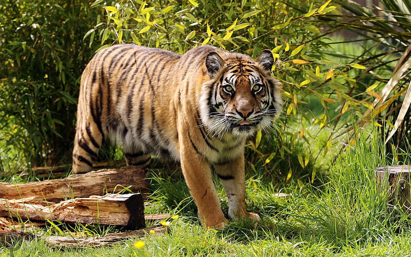 Amur tiger, predator, tigers, wildlife, young tiger, HD wallpaper