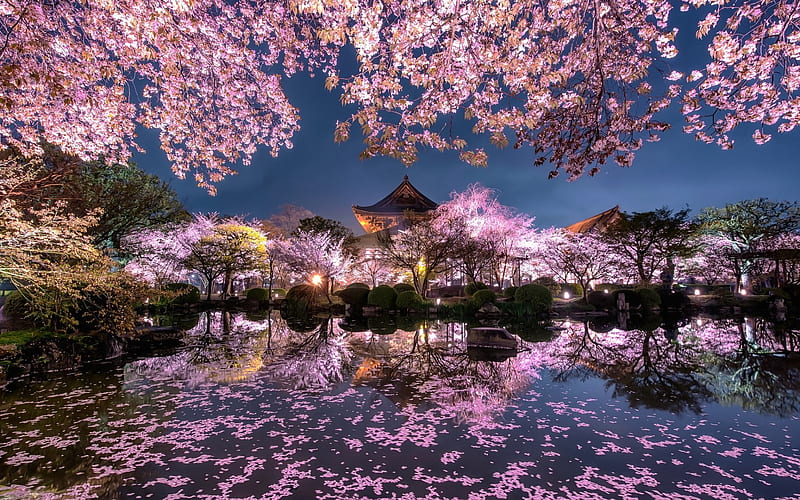 cherry blossom, evening, Japanese temple, spring, pond, sakura, night, lights, japan, spring garden, Japanese architecture, HD wallpaper