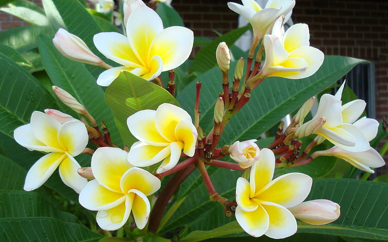 Beautiful yellow and white tropical flowers.., yellow, flowers, leaves, white and beautiful, HD wallpaper Beautiful yellow and white tropical flowers.., yellow, flowers, leaves, white and beautiful, HD wallpaper
