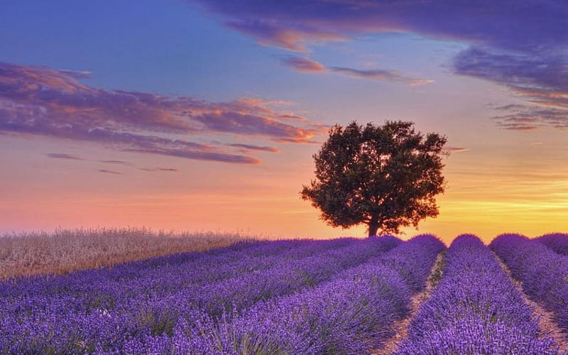 Lavender world, dawn sunset, spring, lavender, sky, clouds, tree, purple flowers, nature, sunrise, field, scene, landscape, HD wallpaper