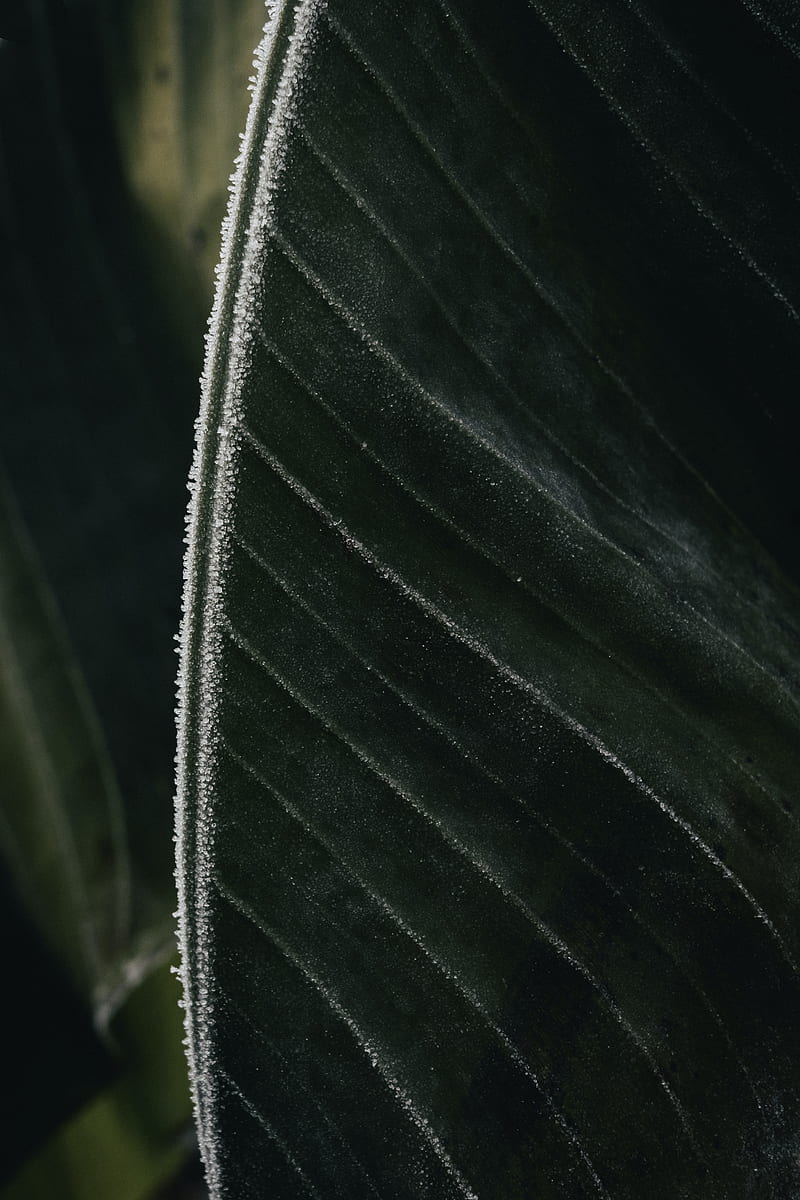 Leaf, veins, frost, macro, green, HD phone wallpaper | Peakpx