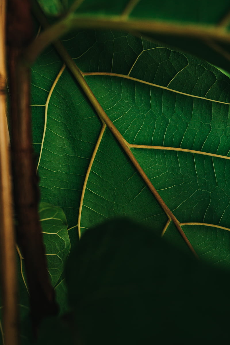 leaf, veins, green, plant, macro, HD phone wallpaper