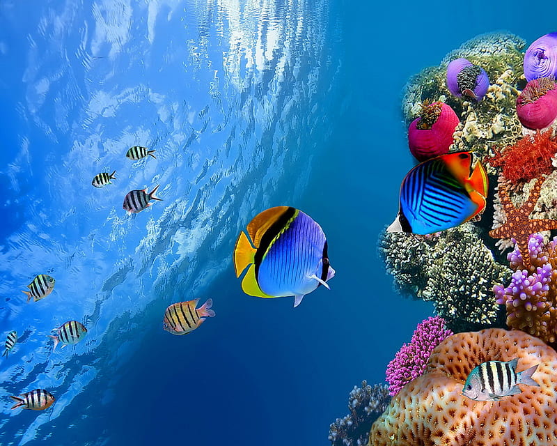 Tropical Coral, coral, fishes, tropical, underwater, HD wallpaper