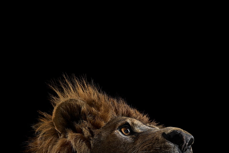 Lion, brad wilson, eye, leu, black, cat, pisica, HD wallpaper
