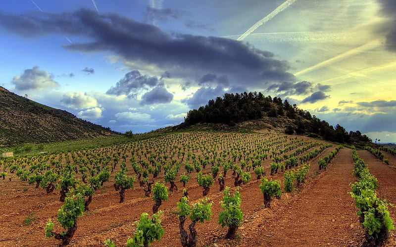 Vineyard in Rioja Region of Spain, Landscapes, Vineyards, Fields, Spain, Nature, HD wallpaper