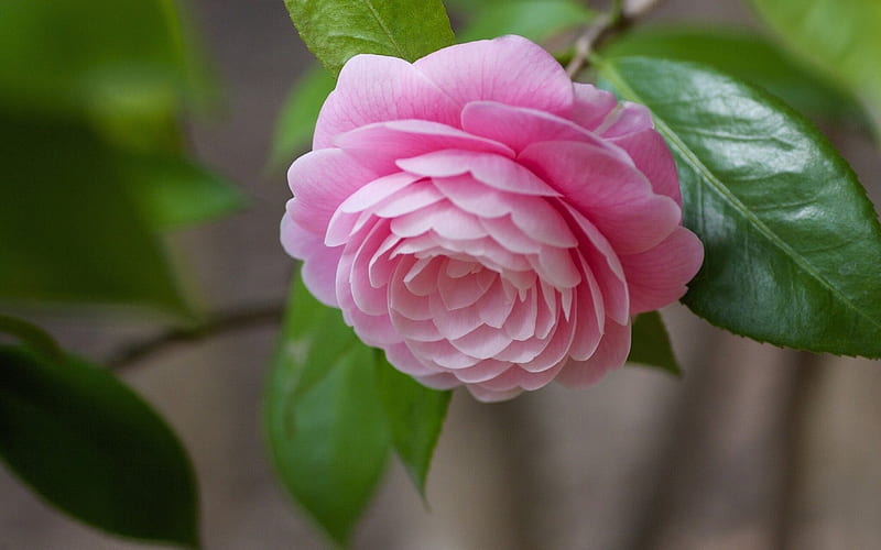 Drooping Pink Rose, rose, drooping, leaves, green, nature, petals, pink, stem, gorgeous, HD wallpaper