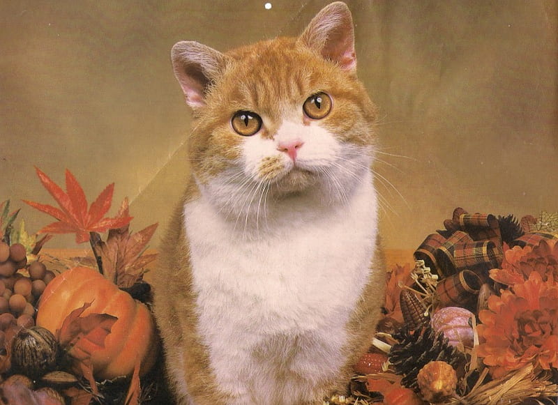 Tabby Cat, orange, tabby, ribbon, flowers, bow, cat, HD wallpaper