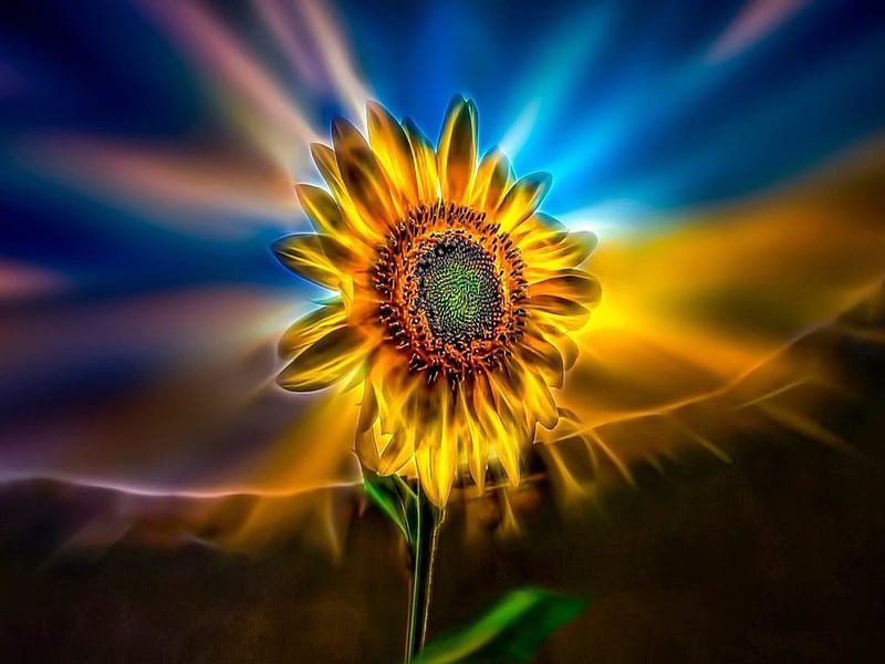 Sunflower, Sunlight, Nature, Flower, HD wallpaper | Peakpx