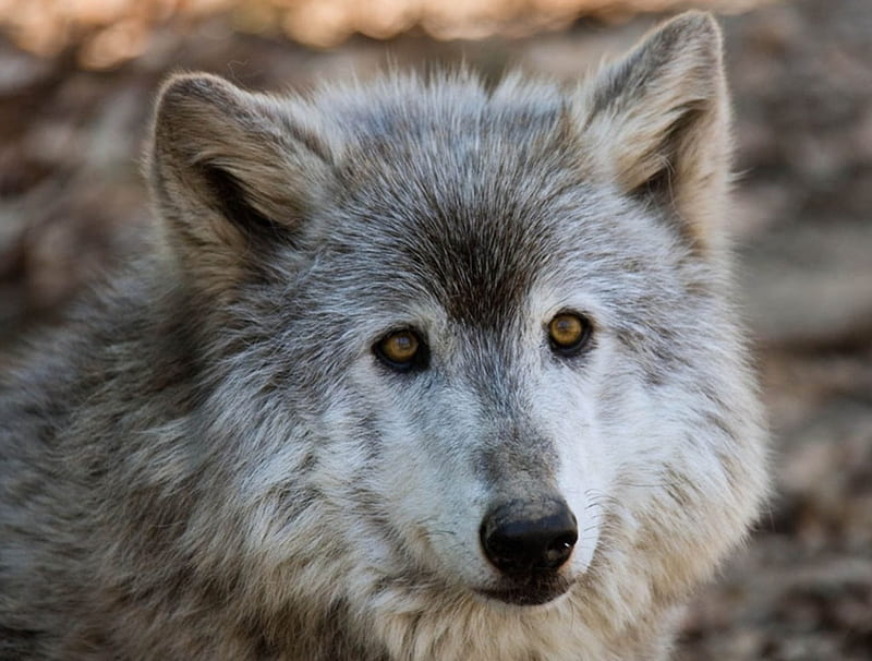 female wolf, female, lovely, gray, gris, wolf, HD wallpaper