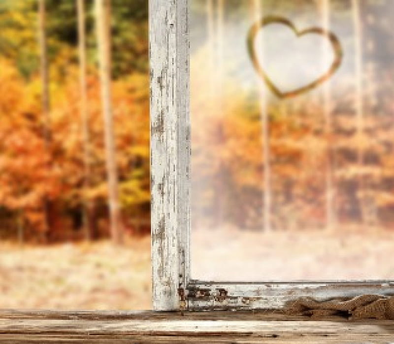 Autumn, forest, fall, window, heart, wood, HD wallpaper