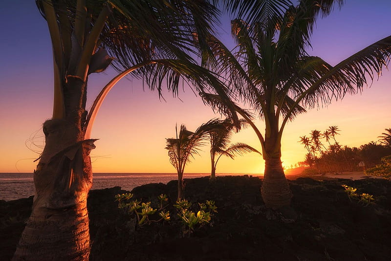 Samoa Sunset, beach, sky, coast, sea, palms, HD wallpaper