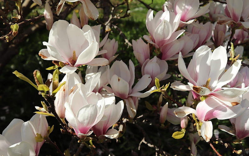 Magnolia, spring, blooms, white, HD wallpaper