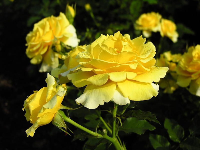 Yellow Blossoms, yellow, flowers, roses, anemone, HD wallpaper