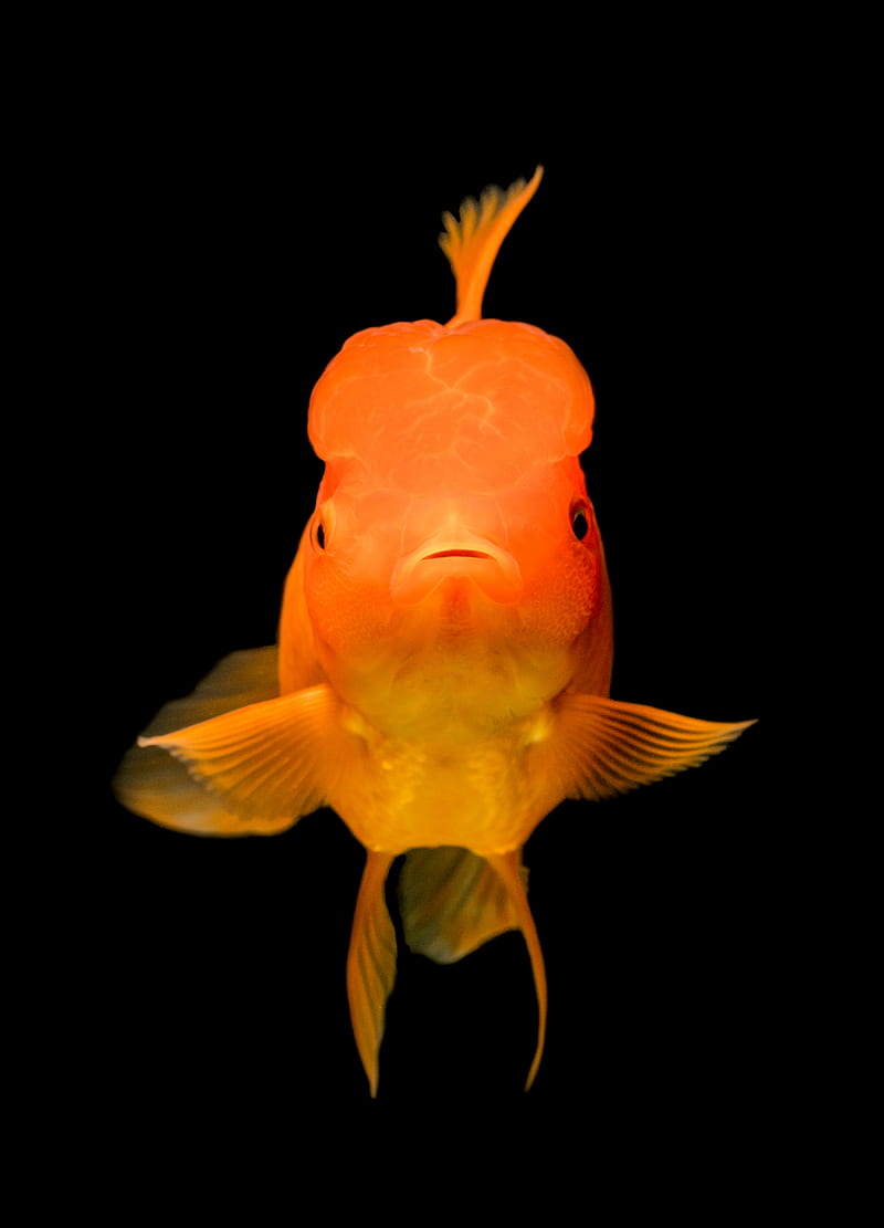 gold fish, HD phone wallpaper