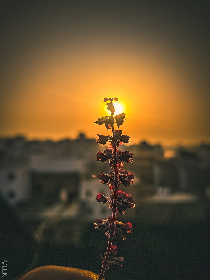 4K free download | Rising sun, flower, morning, HD phone wallpaper | Peakpx