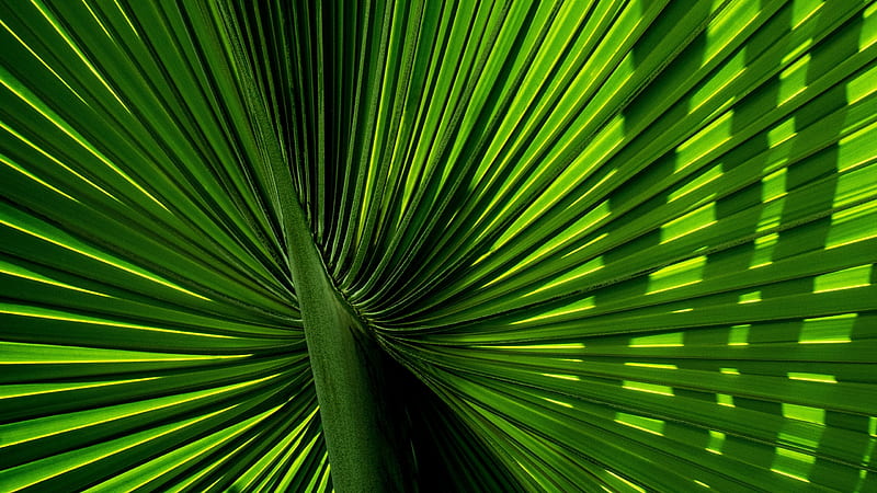 Leaf, palm, green, texture, david clode, skin, HD wallpaper