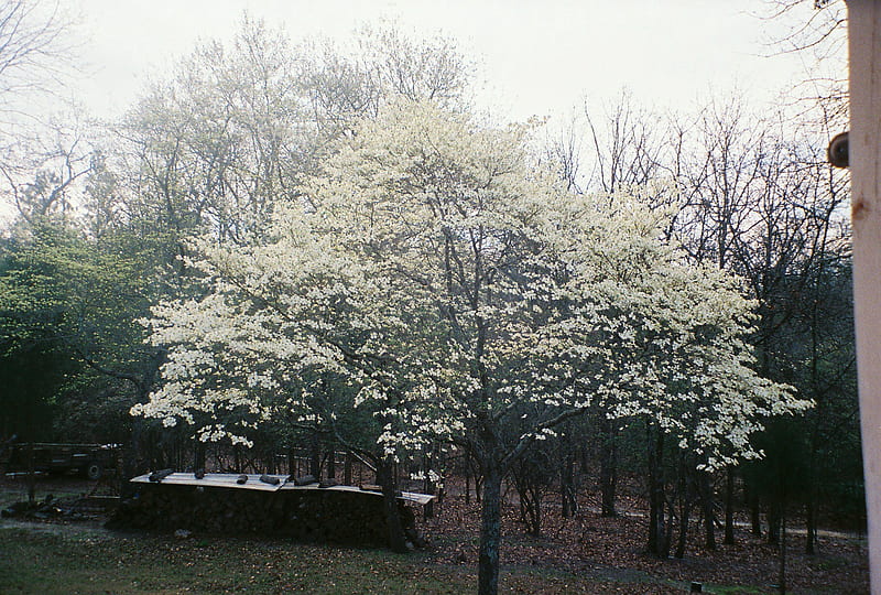 My Dogwoods, easter, dogwoods, blooms, trees, HD wallpaper