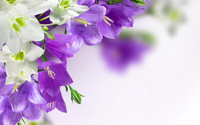 Campanulas, purple, texture, flower, campanula, white, HD wallpaper