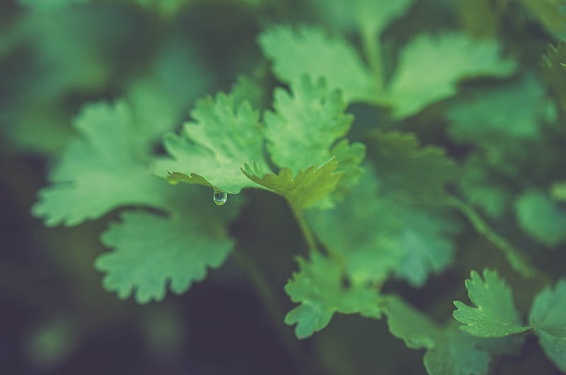parsley, plant, leaves, drop, macro, green, HD wallpaper