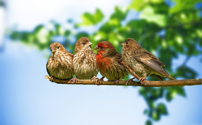 Four bird on a branch, cute, sparrow, bird, branch, HD wallpaper