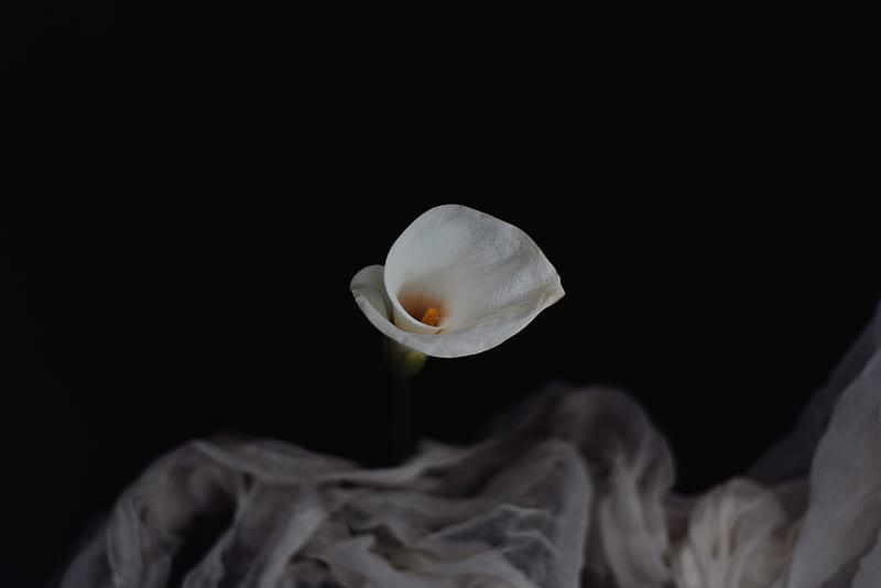 calla, flower, white, HD wallpaper
