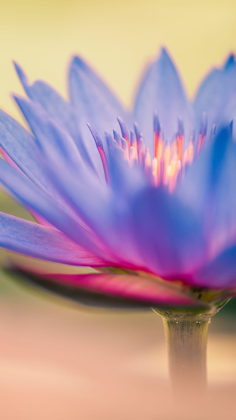 lily, flower, blue, macro, closeup, HD phone wallpaper