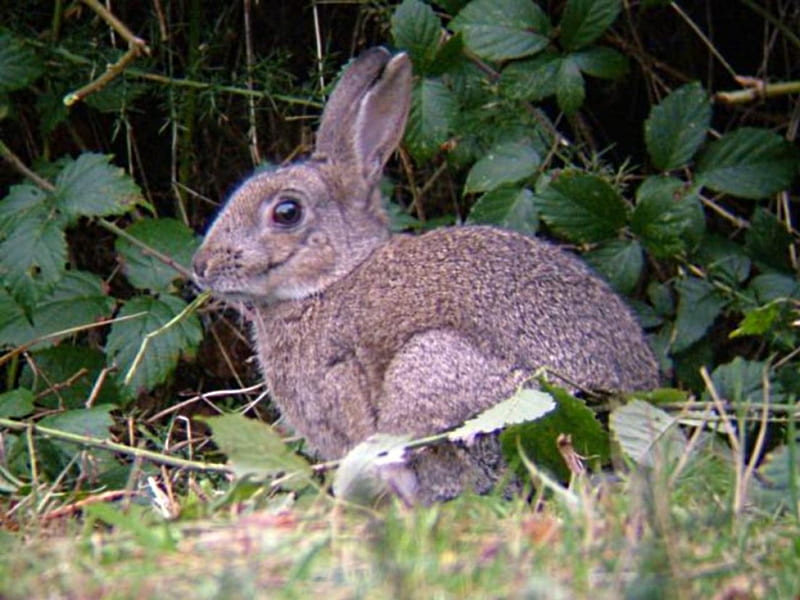 wild rabbit, eats, alert, awake, stands, HD wallpaper