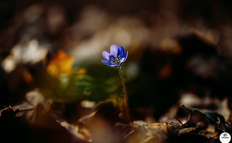 Last One Standing Ultra, Seasons, Spring, graphy, color, nature, flower, HD wallpaper