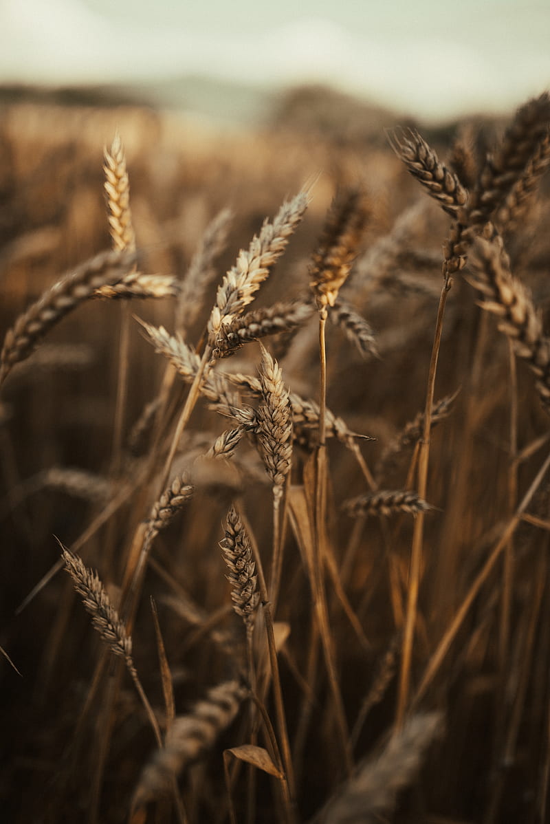 wheat, ears, field, dry, grass, HD phone wallpaper