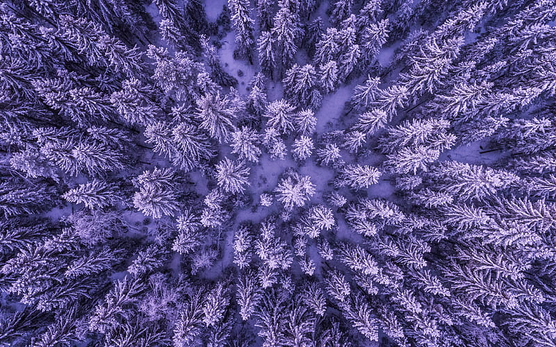 forest, winter aerial shot, view from above, fir-tree, HD wallpaper