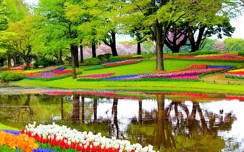 Spring in Keukenhof, pretty, colorful, grass, bonito, Holland, flowers, keukenhof, tulips, reflection, rest, lovely, greenery, park, trees, freshness, water, alleys, garden, walk, HD wallpaper