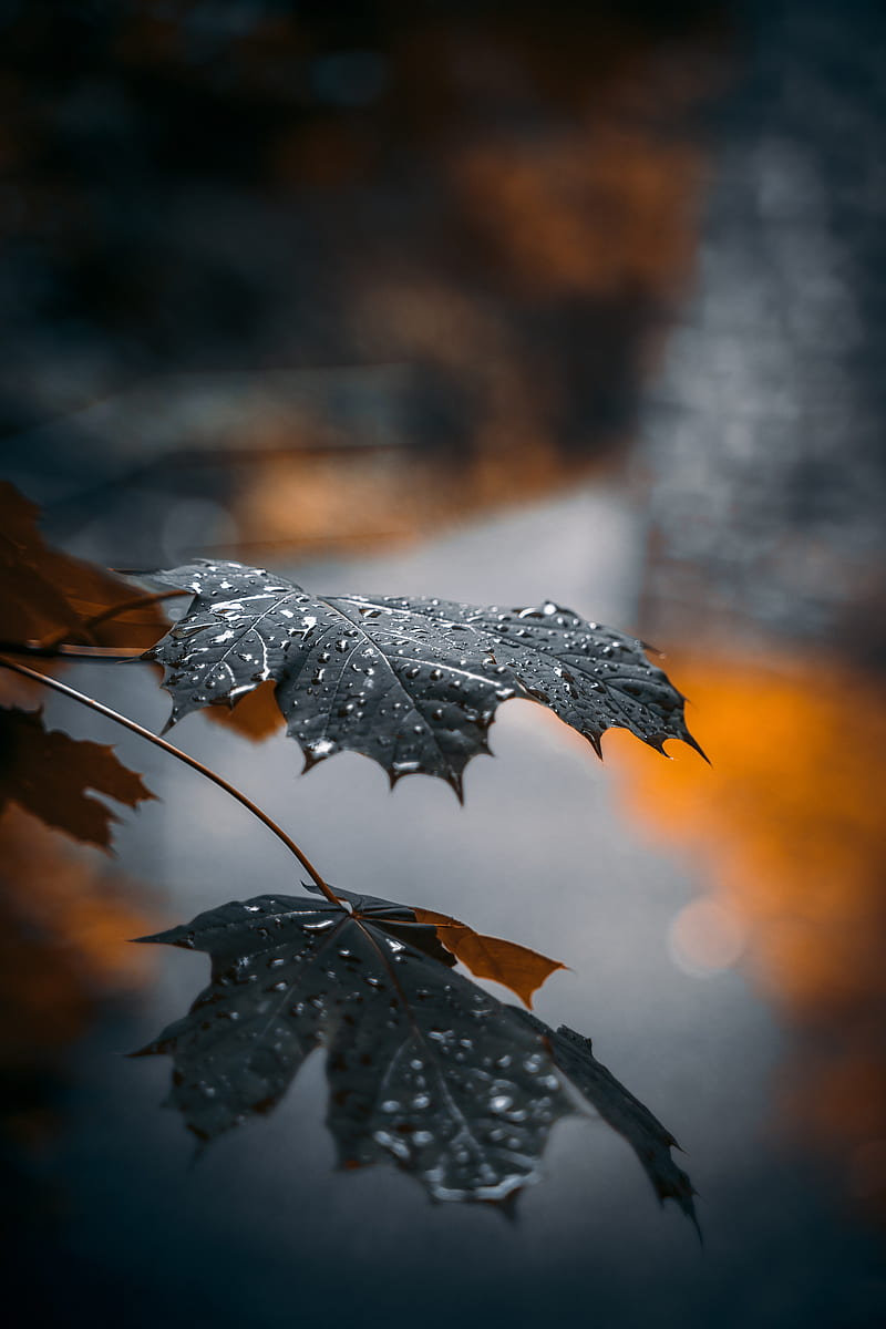 Maple, leaf, drops, macro, reflection, HD phone wallpaper | Peakpx