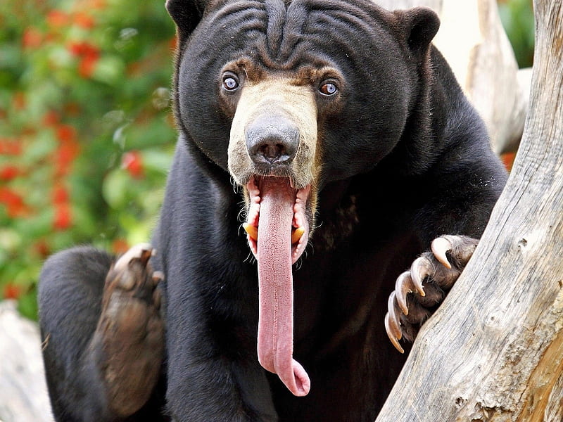 Funny Bear, bear, cool, funny, HD wallpaper