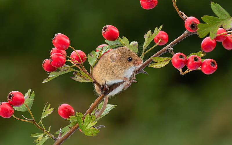 Little mouse, red, fruit, cute, little, berry, mouse, pars, soricel, green, HD wallpaper