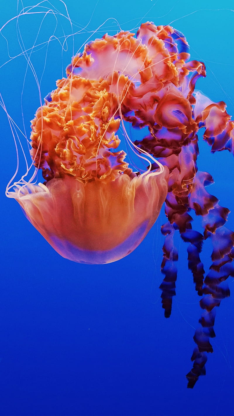 Jellyfish, creature, fish, jelly, sea, HD phone wallpaper