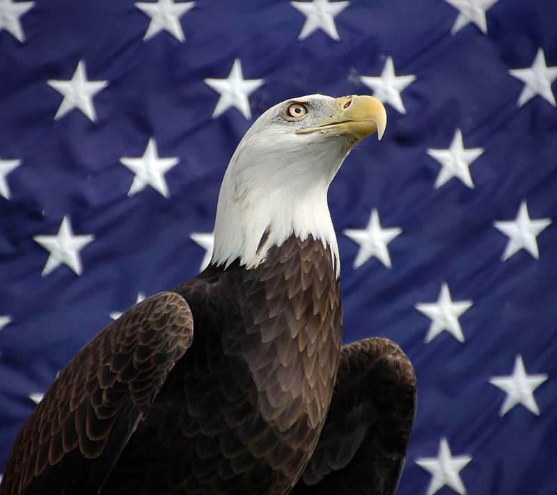 Dom Bird, america, bird, eagle, flag, united states, usa, HD wallpaper |  Peakpx